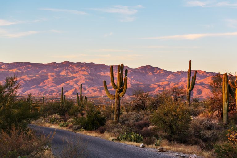 Saguaro National Park